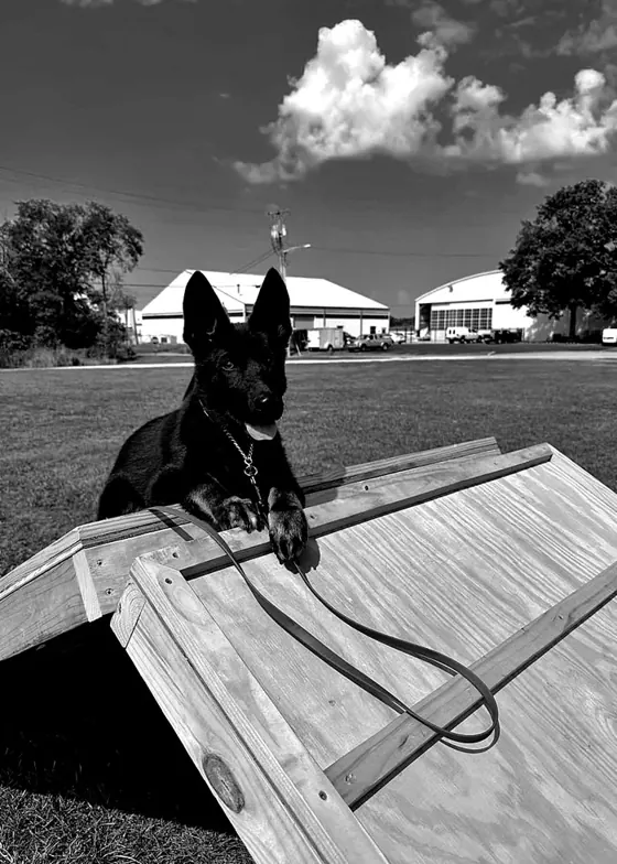 A black German Shepherd