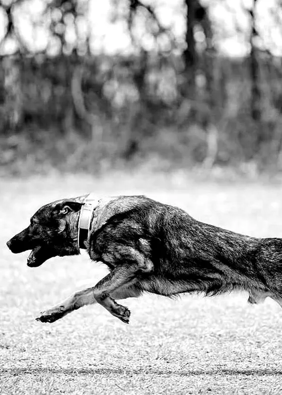 A sable German Shepherd at speed